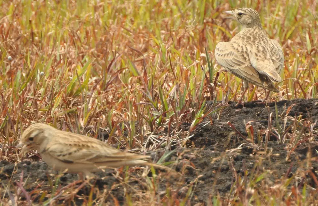 蒙古短趾百灵(Calandrella dukhunensis)