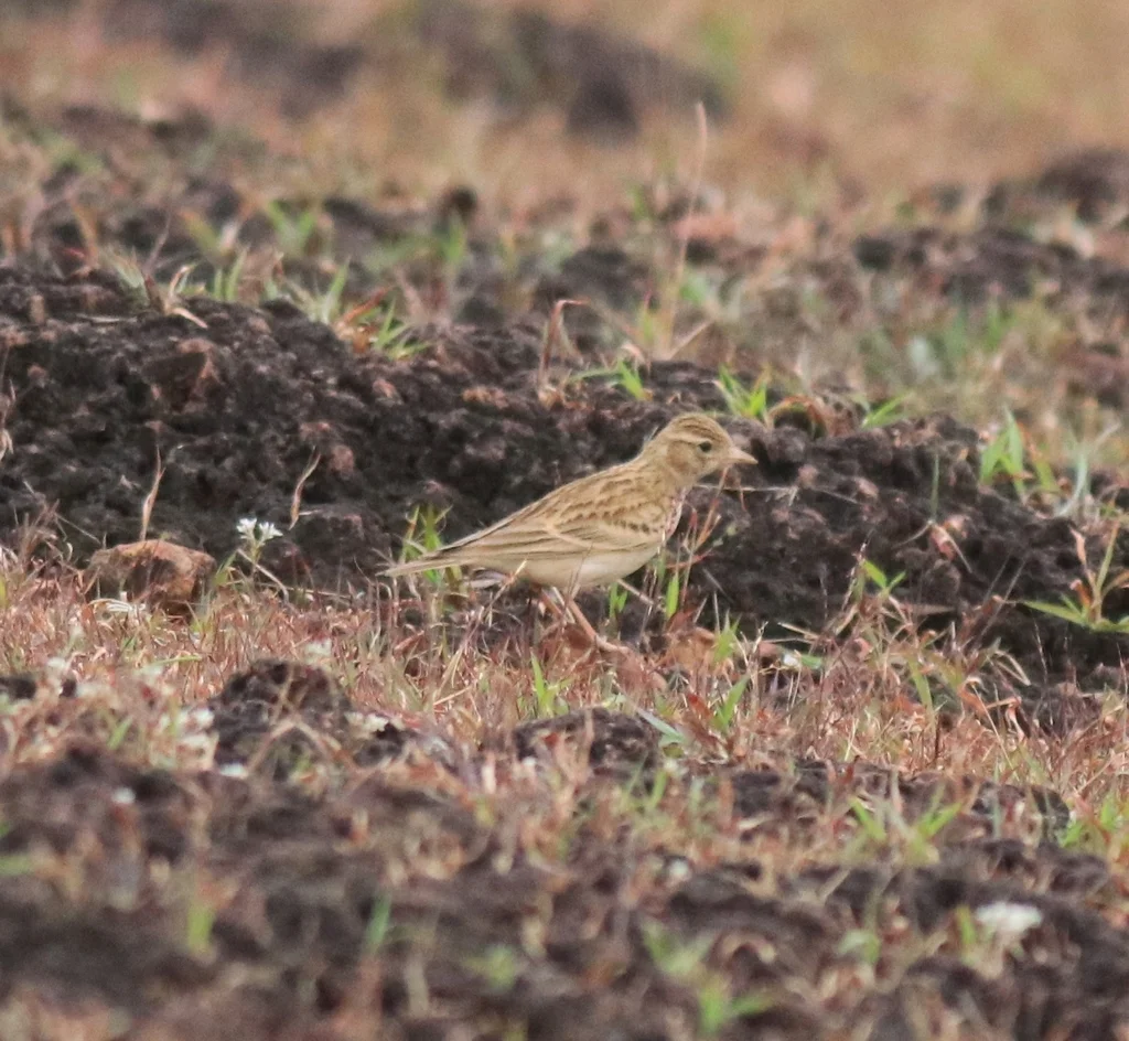 蒙古短趾百灵(Calandrella dukhunensis)