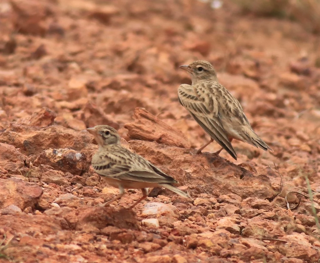 蒙古短趾百灵(Calandrella dukhunensis)