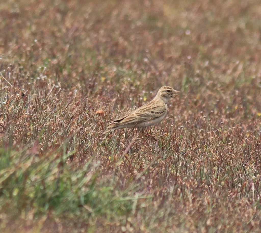 蒙古短趾百灵(Calandrella dukhunensis)