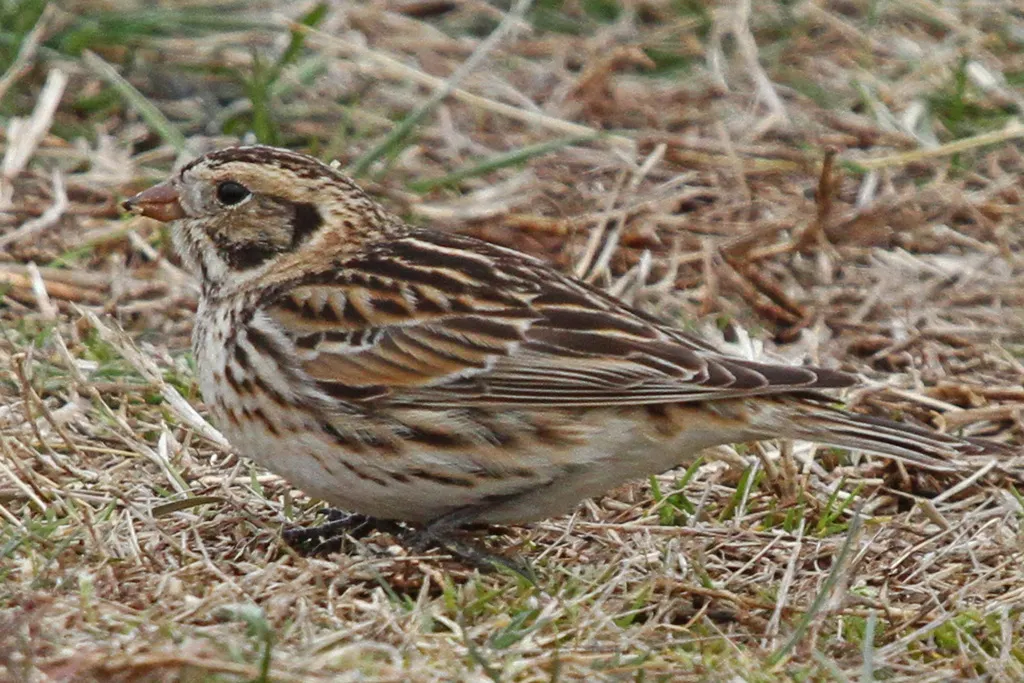 铁爪鹀（Calcarius lapponicus）