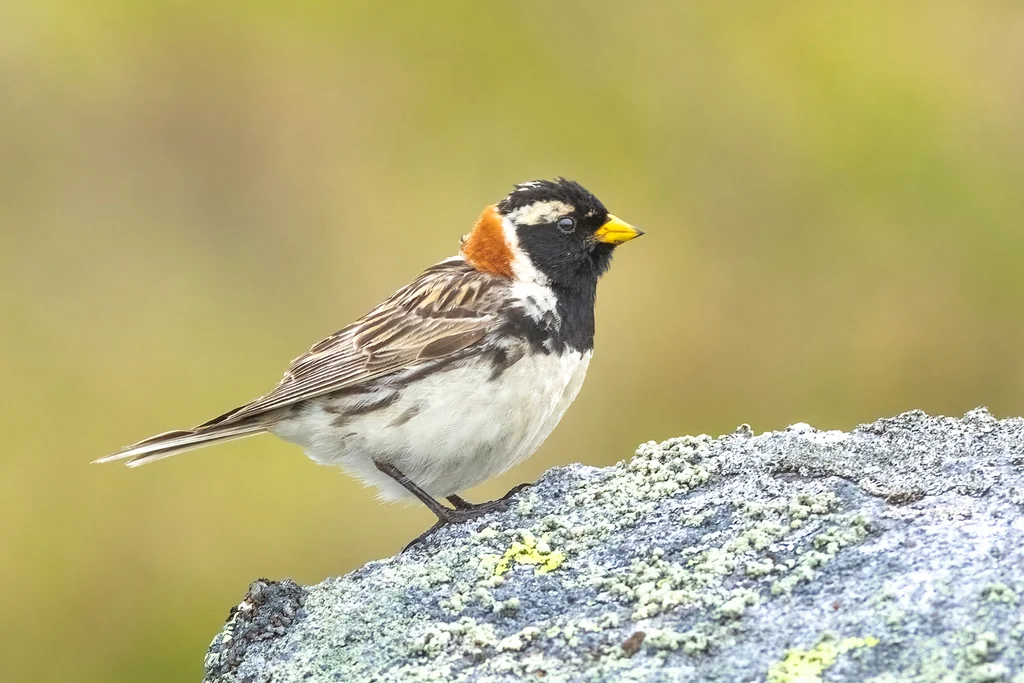 铁爪鹀（Calcarius lapponicus）