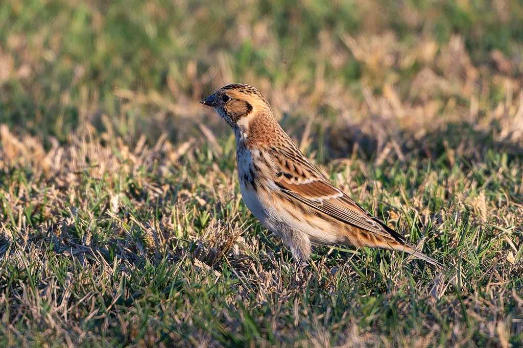 铁爪鹀（Calcarius lapponicus）