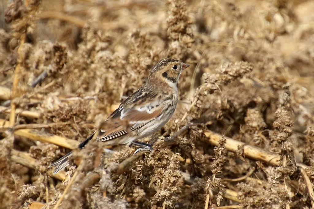 铁爪鹀（Calcarius lapponicus）