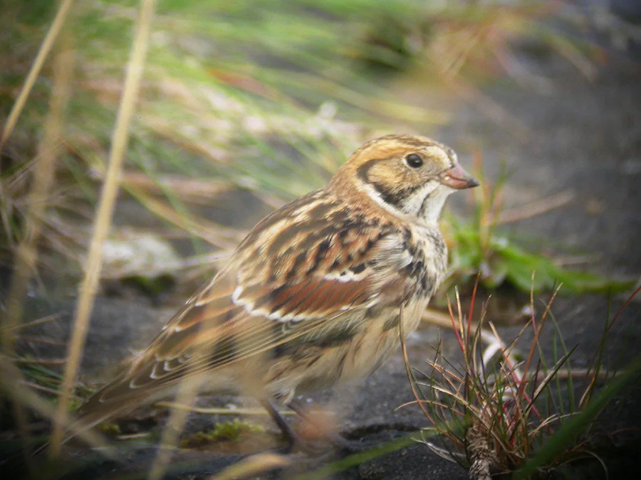 铁爪鹀（Calcarius lapponicus）