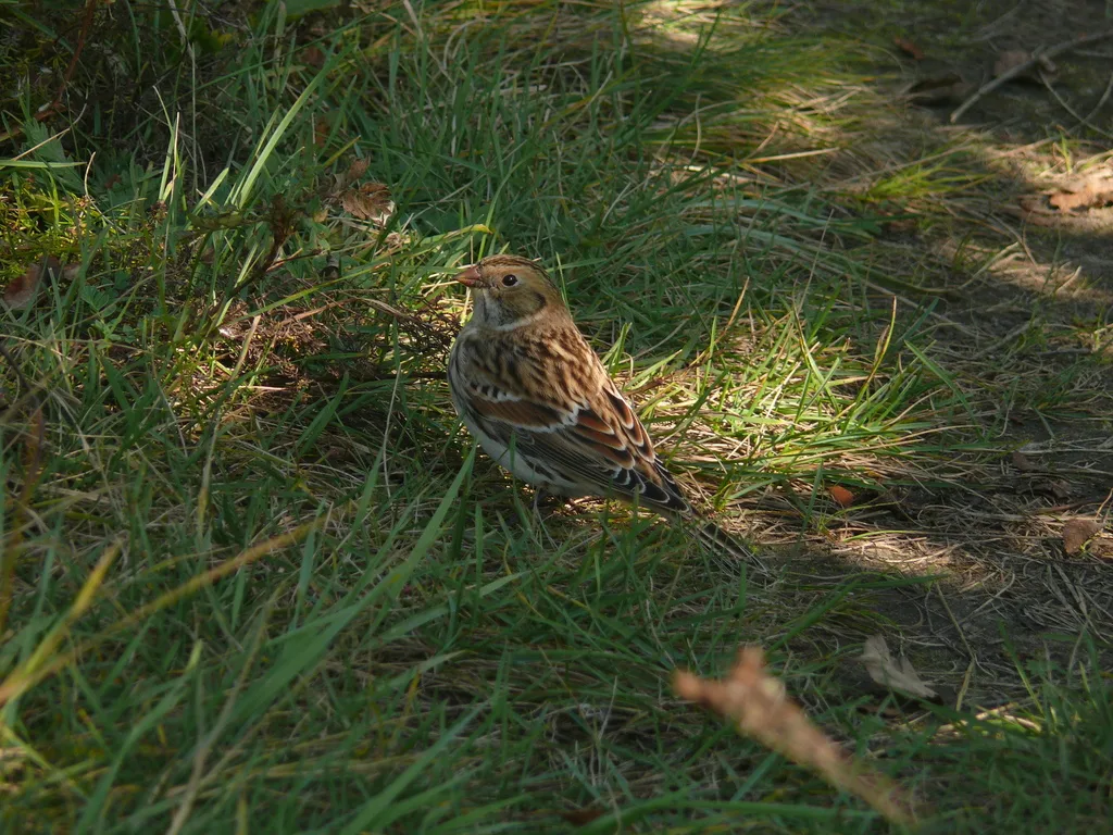 铁爪鹀（Calcarius lapponicus）