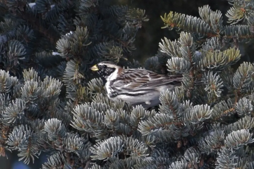铁爪鹀（Calcarius lapponicus）