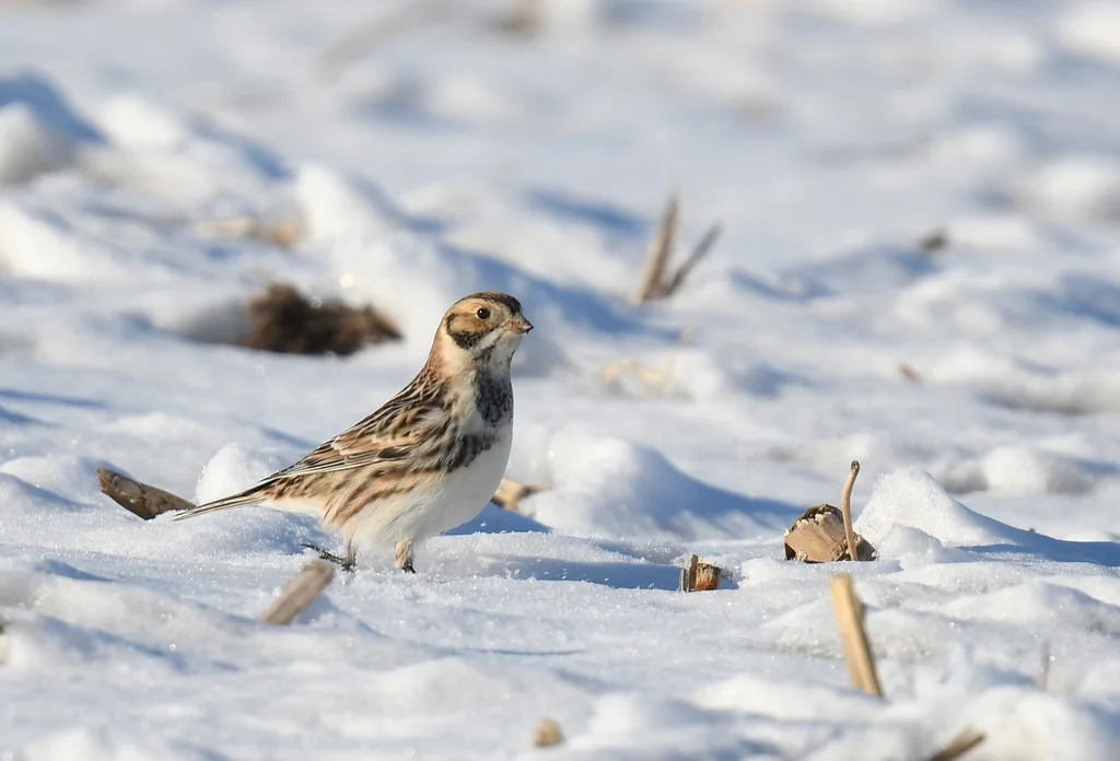 铁爪鹀(Calcarius lapponicus)