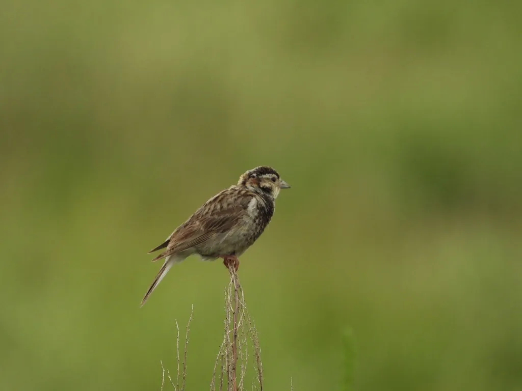 栗领铁爪鹀(Calcarius ornatus)