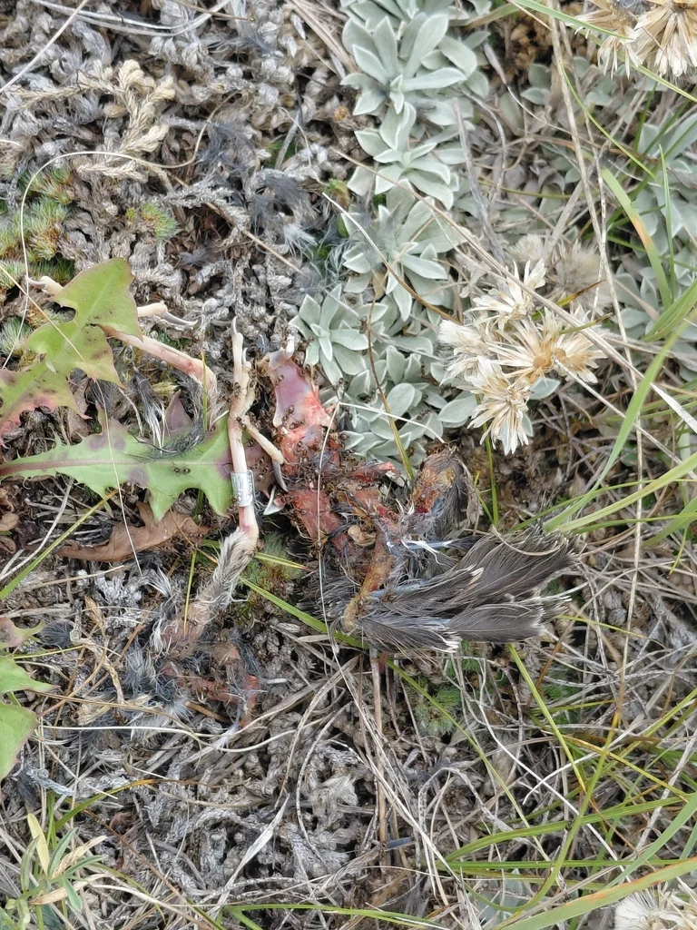 栗领铁爪鹀(Calcarius ornatus)