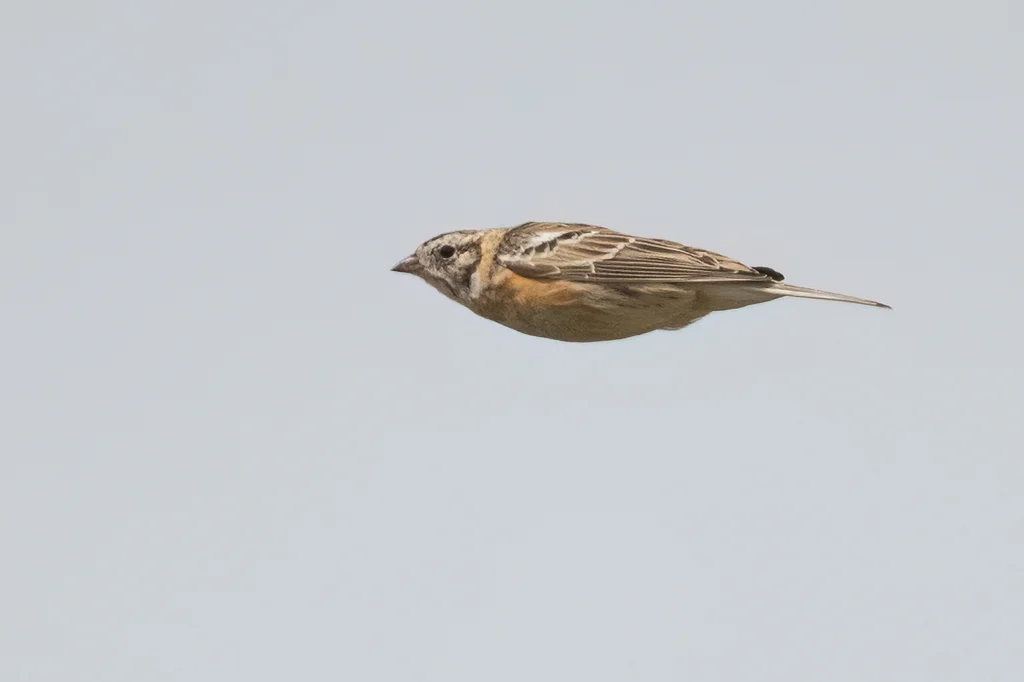 黄腹铁爪鹀(Calcarius pictus)