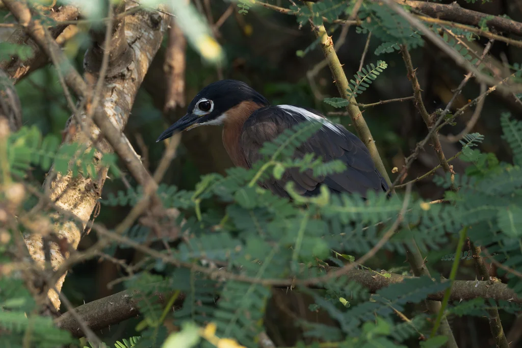 白背夜鹭(Calherodius leuconotus)