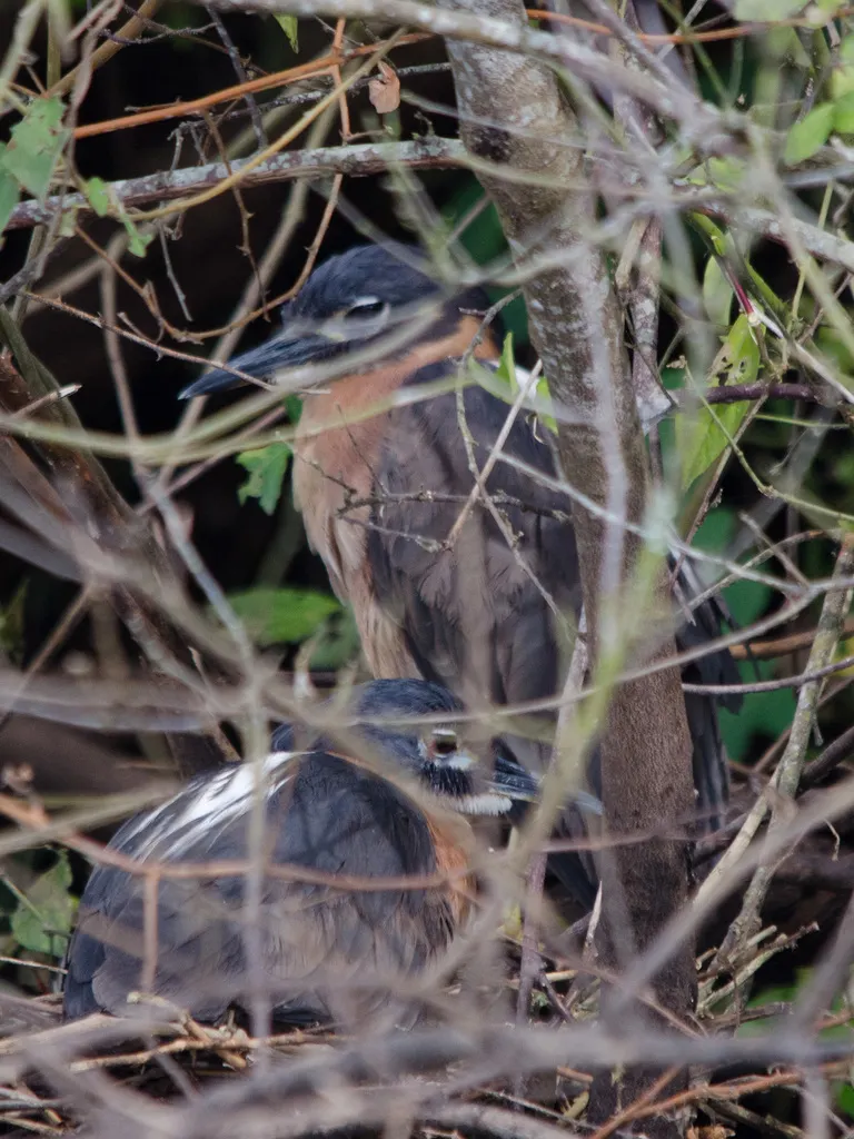 白背夜鹭(Calherodius leuconotus)