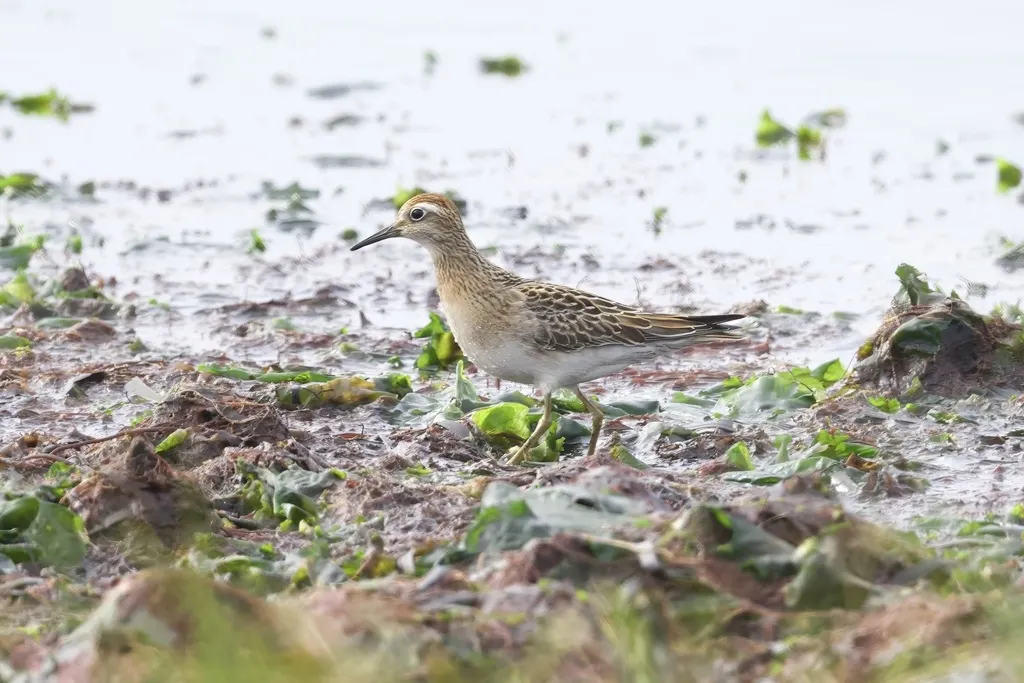 尖尾滨鹬(Calidris acuminata)