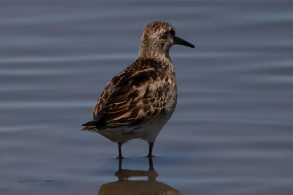 尖尾滨鹬(Calidris acuminata)