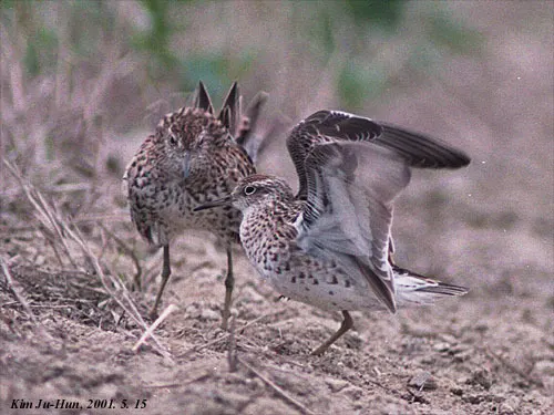 尖尾滨鹬(Calidris acuminata)