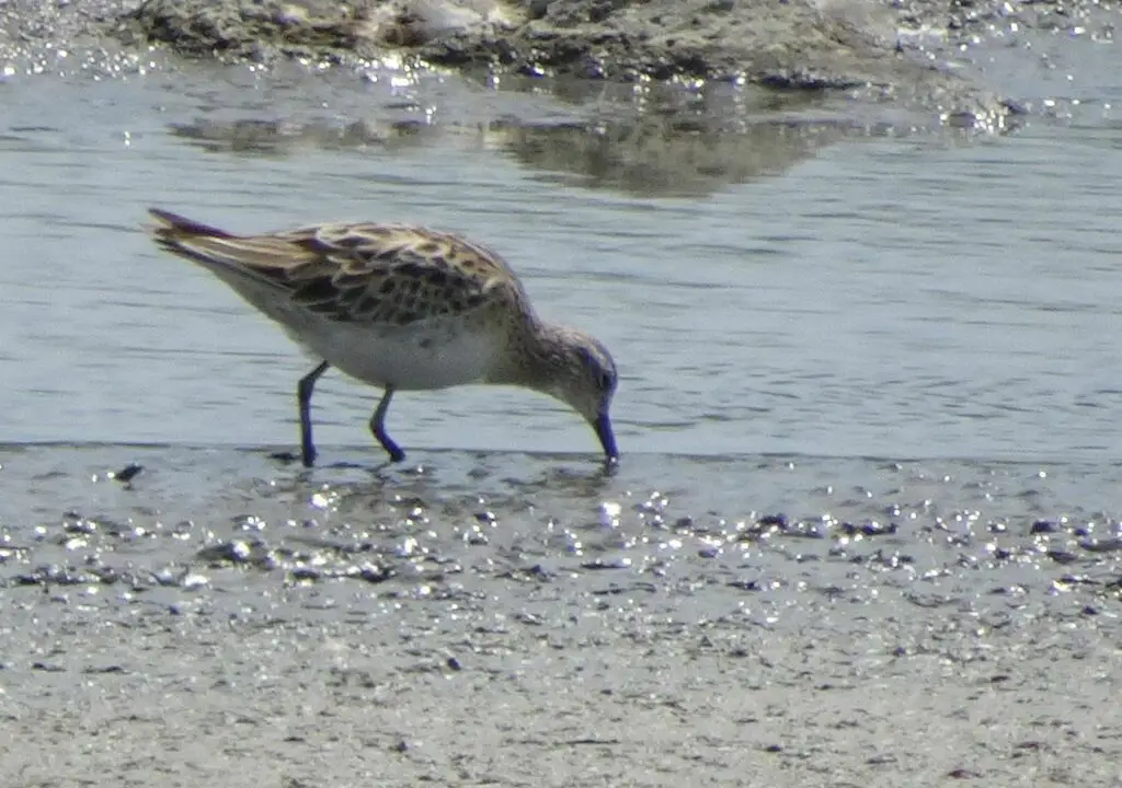 尖尾滨鹬(Calidris acuminata)