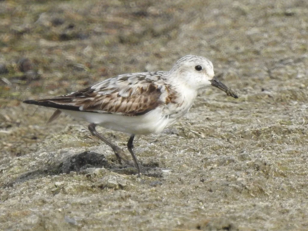 三趾滨鹬（Calidris alba）