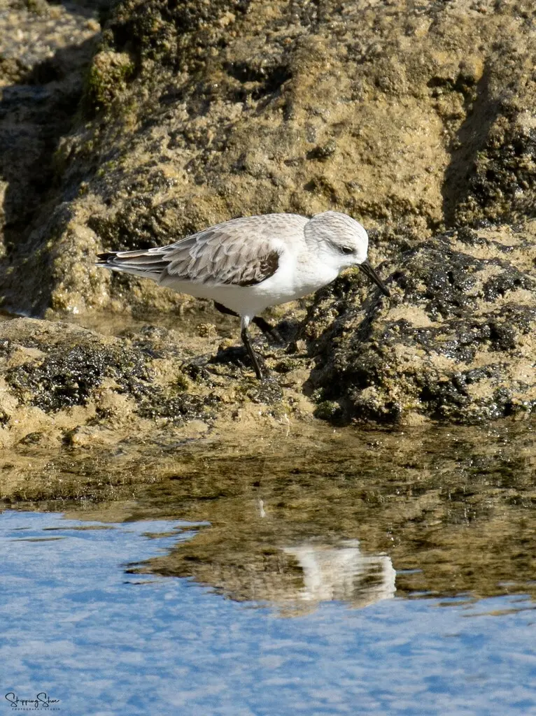三趾滨鹬（Calidris alba）