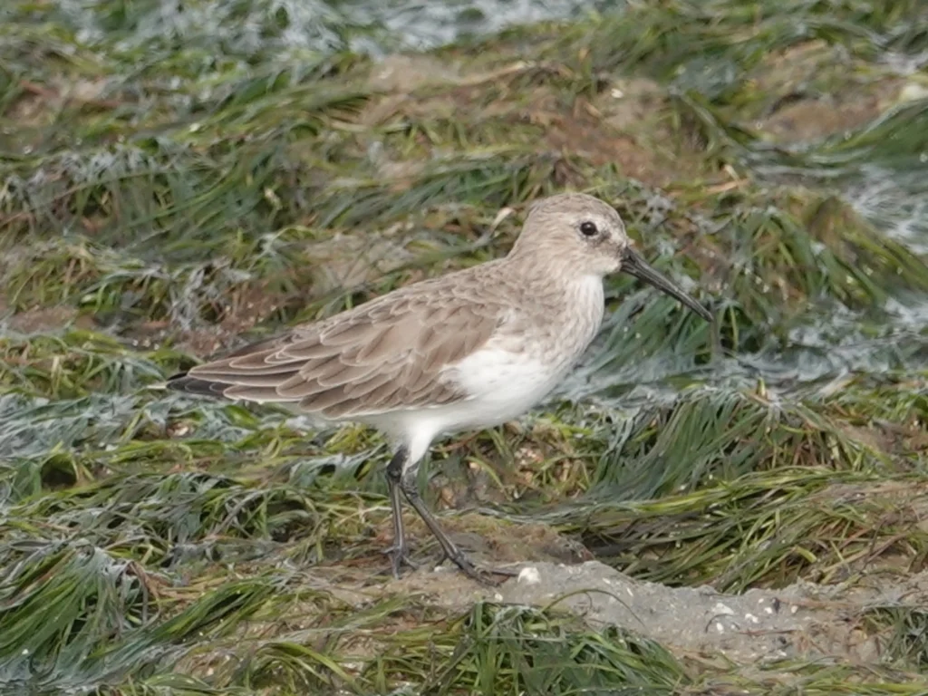 黑腹滨鹬(Calidris alpina)