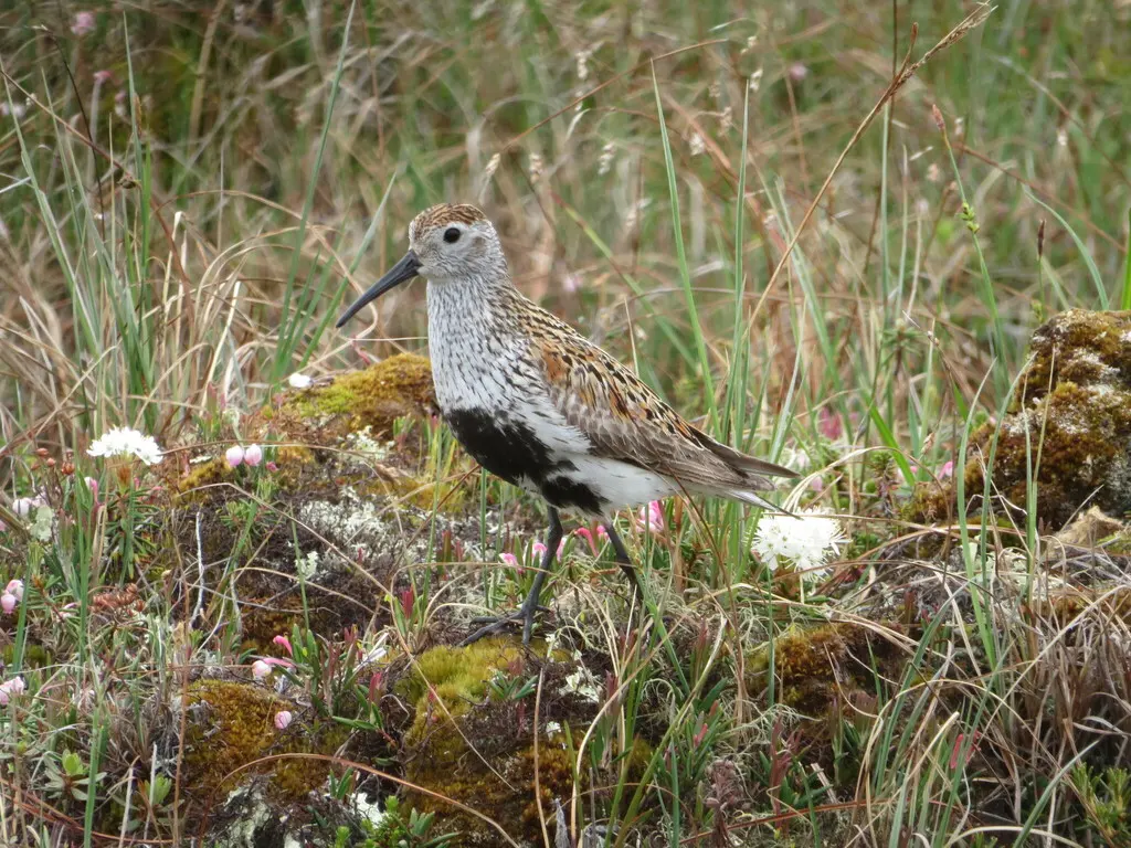 黑腹滨鹬(Calidris alpina)