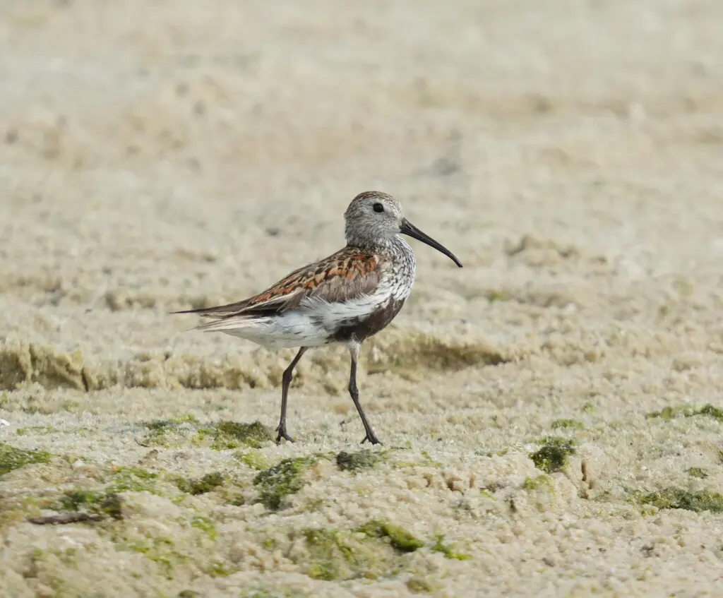 黑腹滨鹬(Calidris alpina)
