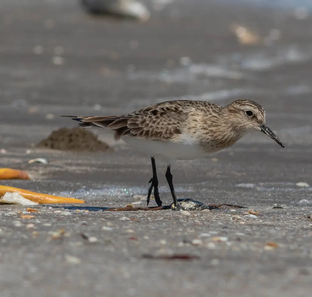 黑腰滨鹬(Calidris bairdii)