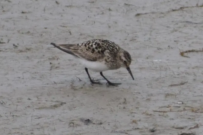 黑腰滨鹬(Calidris bairdii)