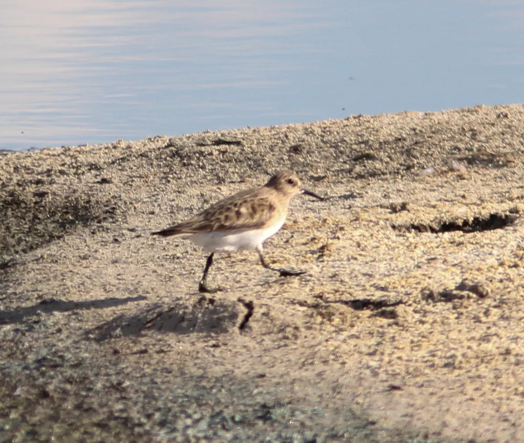 黑腰滨鹬(Calidris bairdii)