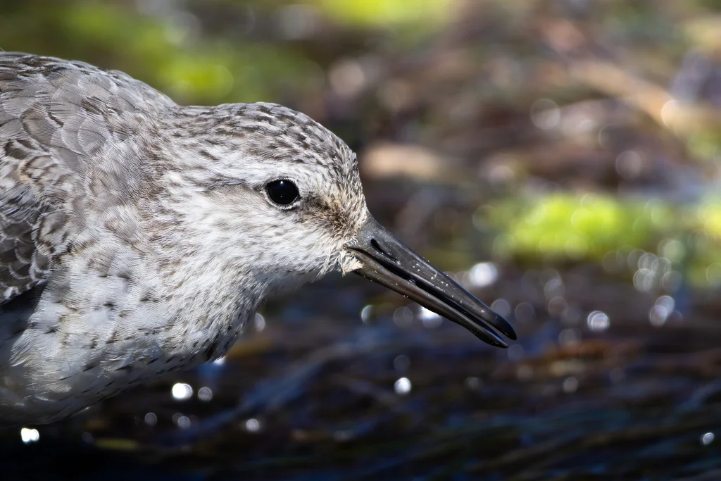红腹滨鹬(Calidris canutus)