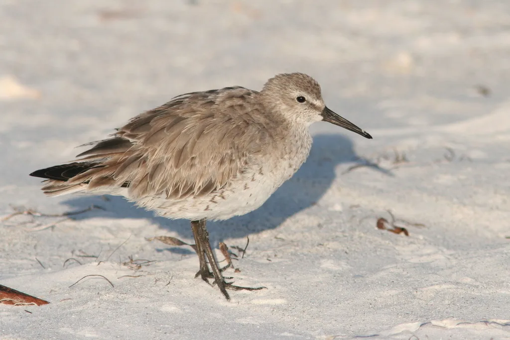红腹滨鹬(Calidris canutus)