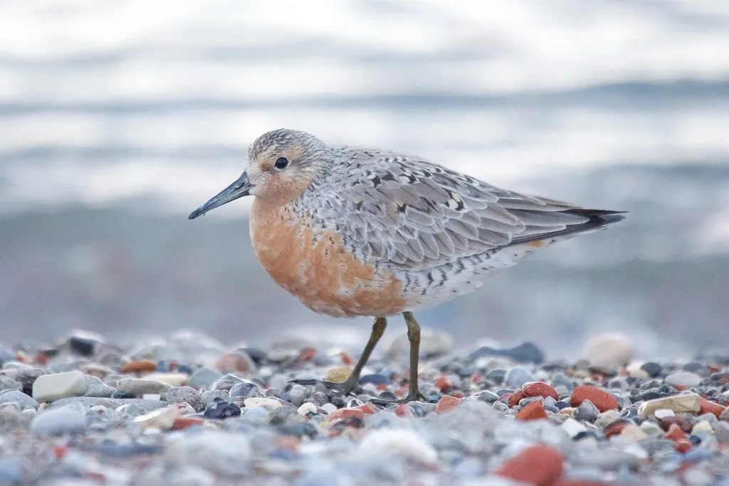 红腹滨鹬(Calidris canutus)