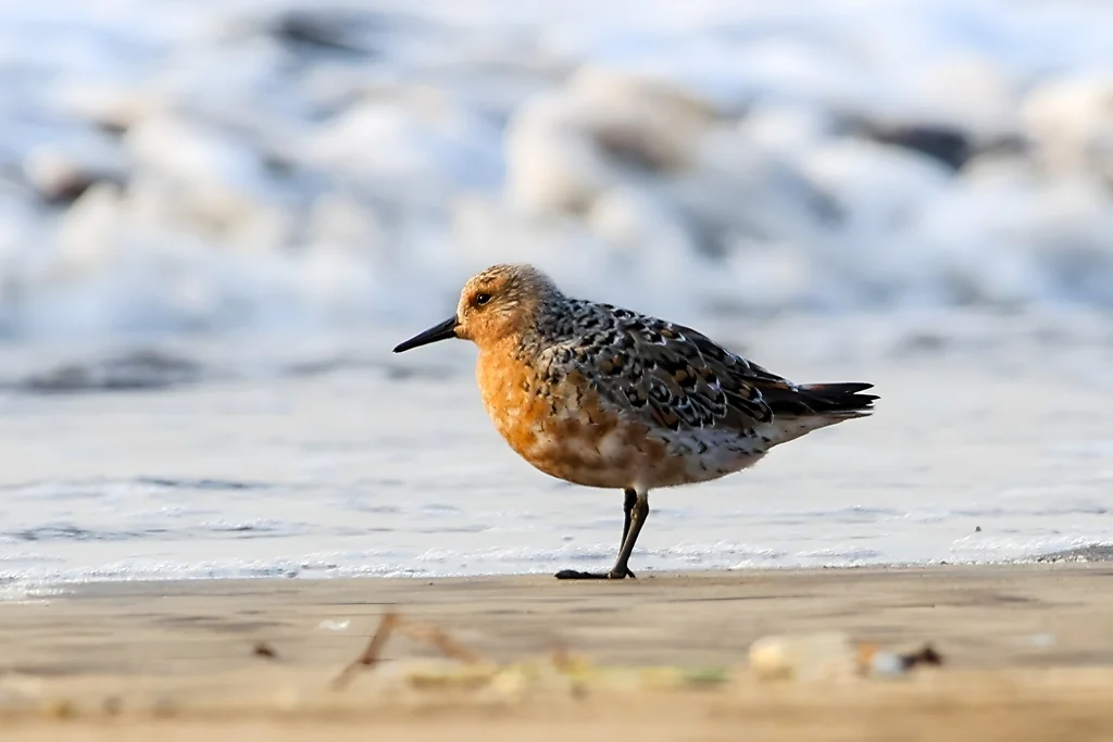 红腹滨鹬(Calidris canutus)
