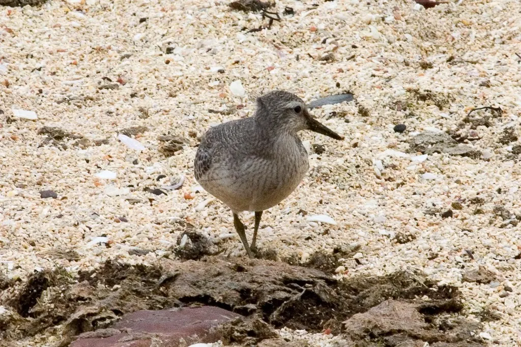 红腹滨鹬(Calidris canutus)