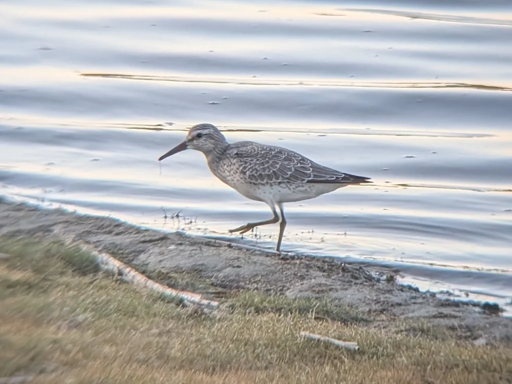 红腹滨鹬(Calidris canutus)