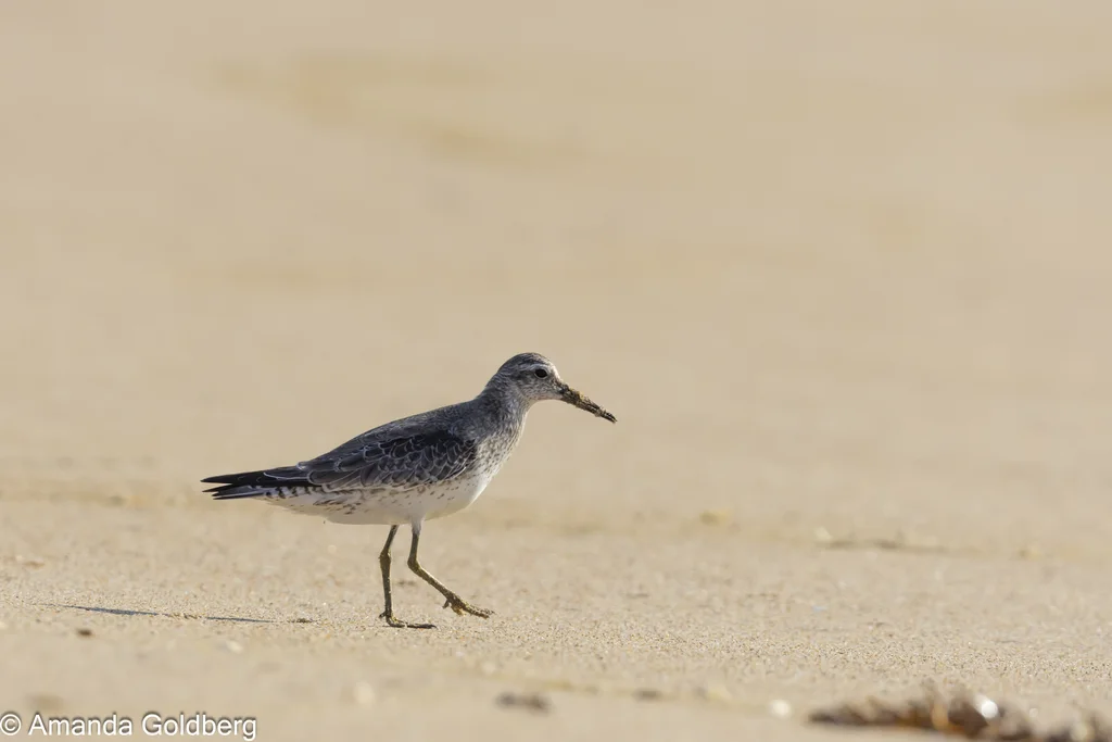红腹滨鹬(Calidris canutus)