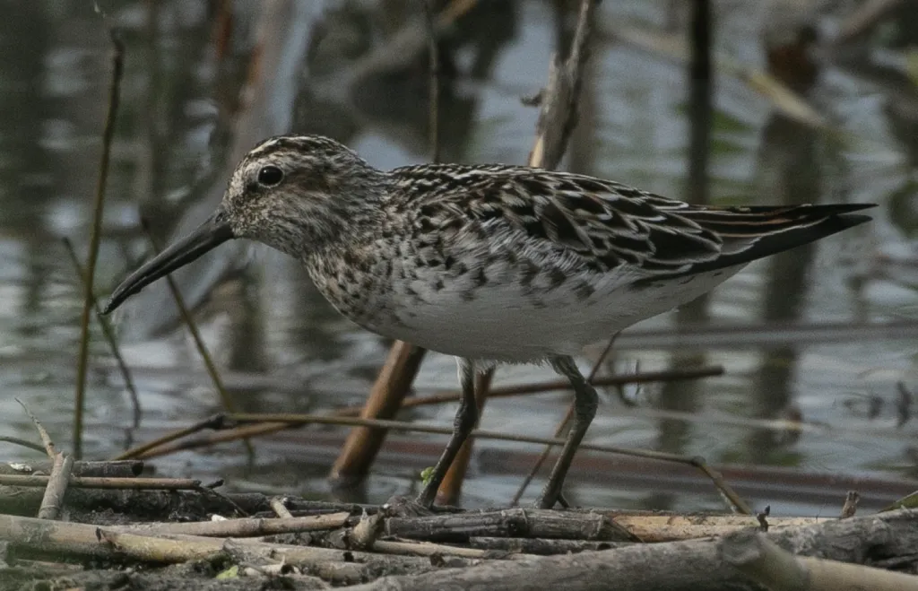 阔嘴鹬(Calidris falcinellus)