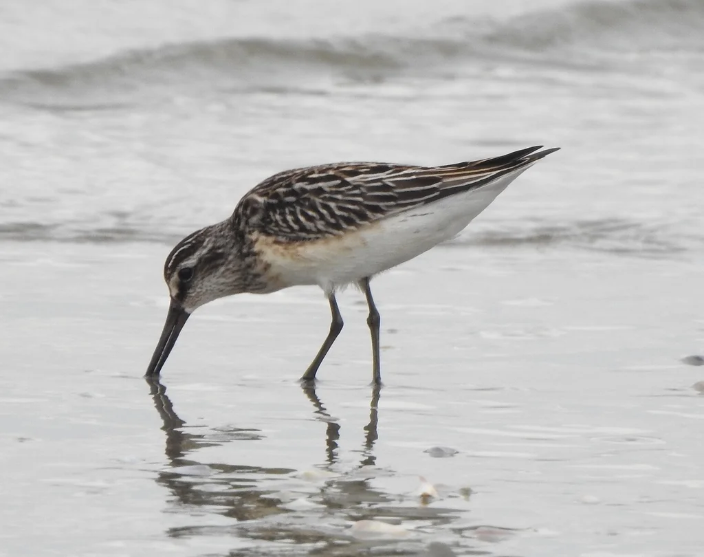 阔嘴鹬(Calidris falcinellus)