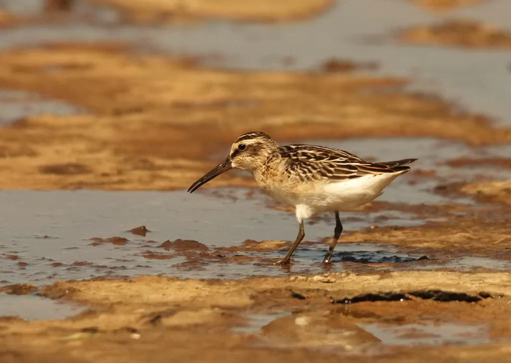阔嘴鹬(Calidris falcinellus)