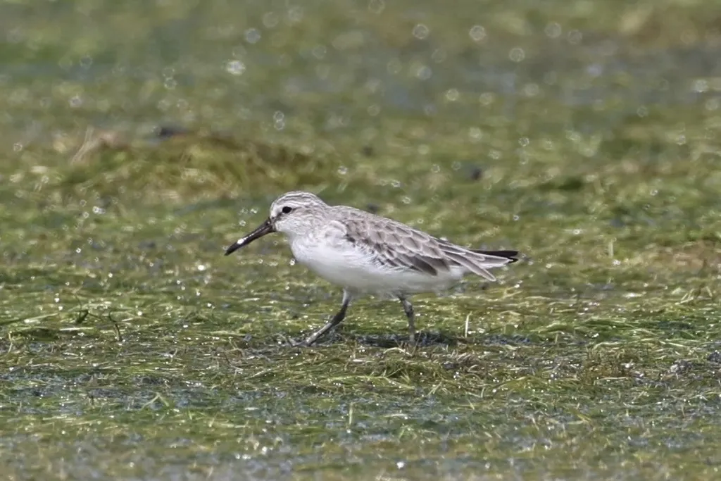阔嘴鹬(Calidris falcinellus)
