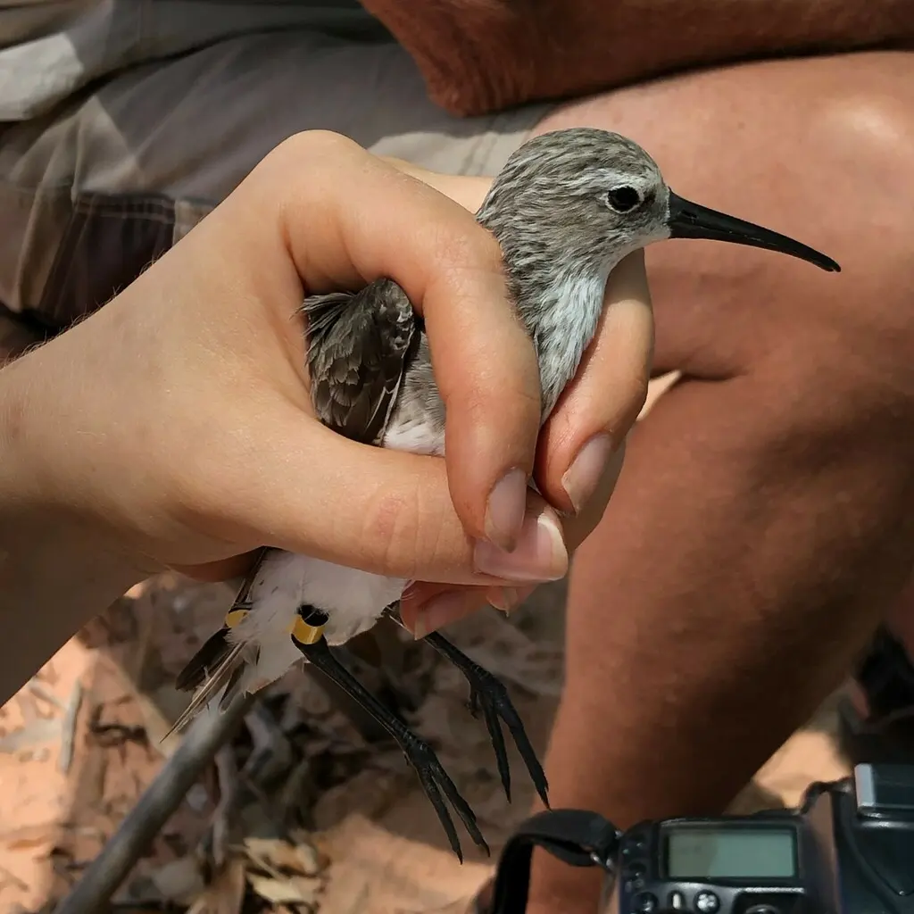 弯嘴滨鹬(Calidris ferruginea)