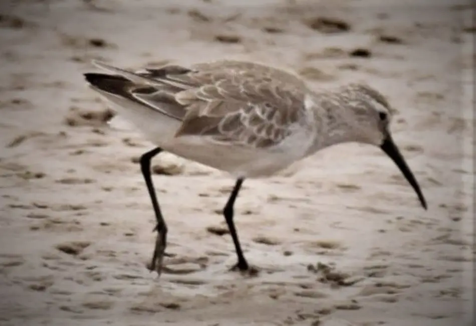 弯嘴滨鹬(Calidris ferruginea)