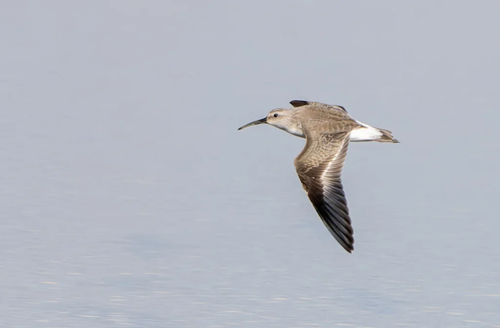 弯嘴滨鹬(Calidris ferruginea)