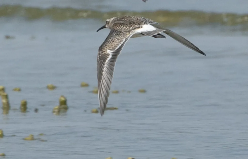 弯嘴滨鹬(Calidris ferruginea)