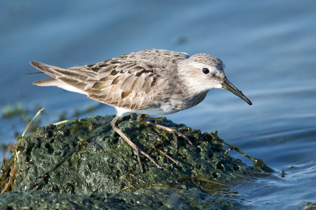 白腰滨鹬（Calidris fuscicollis）