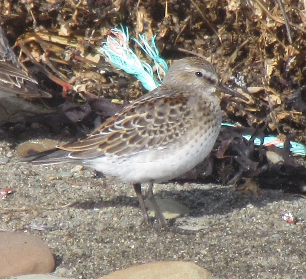 白腰滨鹬（Calidris fuscicollis）