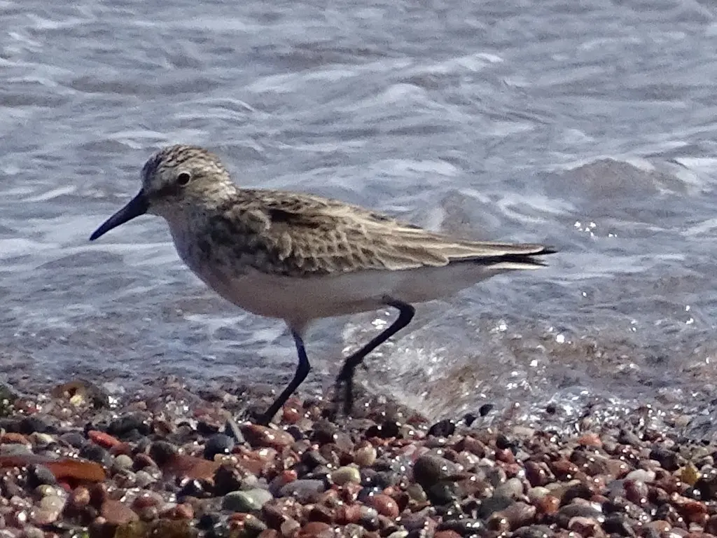 白腰滨鹬（Calidris fuscicollis）