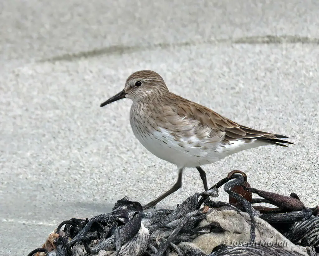 白腰滨鹬（Calidris fuscicollis）