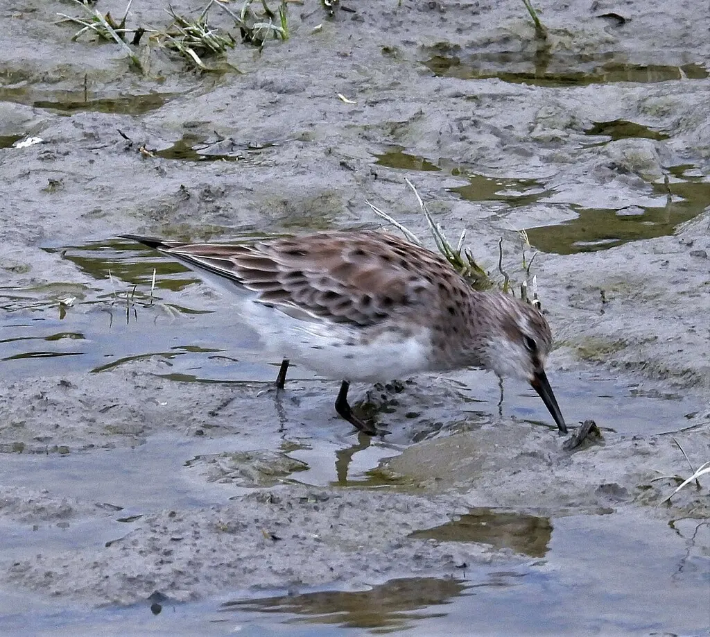 白腰滨鹬（Calidris fuscicollis）