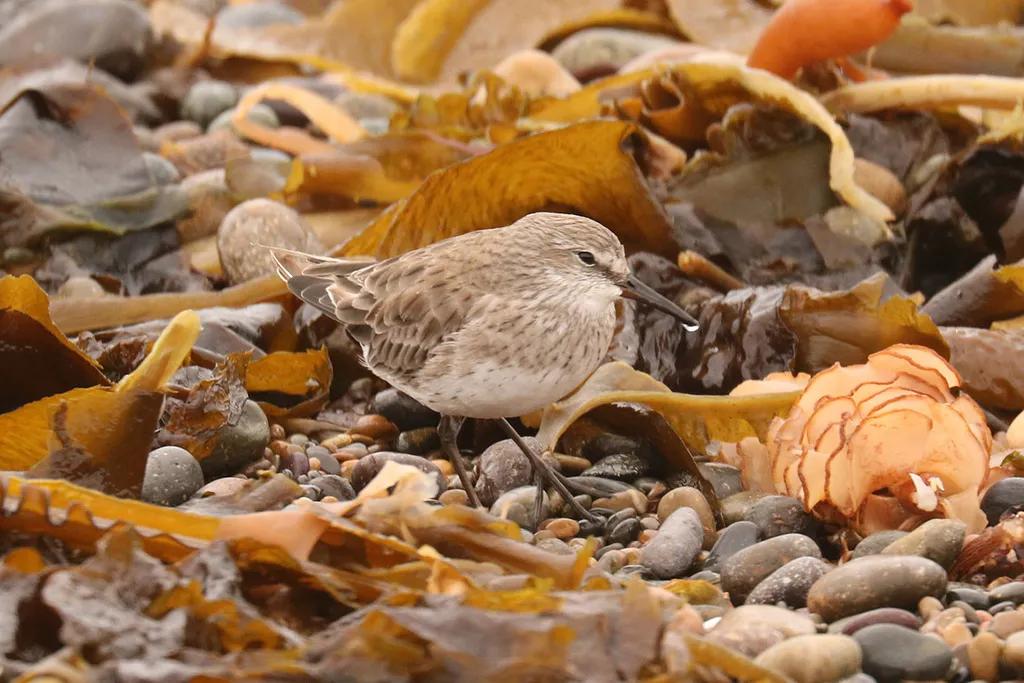 白腰滨鹬（Calidris fuscicollis）
